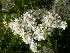  (Spiraea alpina - CCDB-24817-B02)  @11 [ ] CreativeCommons - Attribution Non-Commercial Share-Alike (2015) Evgeny Zibzeev Central Ciberian Botanical Garden