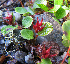  (Salix nummularia - CCDB-24817-B06)  @11 [ ] CreativeCommons - Attribution Non-Commercial Share-Alike (2015) Evgeny Zibzeev Central Ciberian Botanical Garden