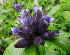  (Gentiana macrophylla - CCDB-24817-D08)  @11 [ ] CreativeCommons - Attribution Non-Commercial Share-Alike (2015) Evgeny Zibzeev Central Ciberian Botanical Garden