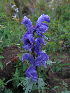  ( - CCDB-24817-E10)  @11 [ ] CreativeCommons - Attribution Non-Commercial Share-Alike (2015) Evgeny Zibzeev Central Ciberian Botanical Garden