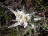  (Leontopodium ochroleucum - CCDB-24817-F08)  @11 [ ] CreativeCommons - Attribution Non-Commercial Share-Alike (2015) Evgeny Zibzeev Central Ciberian Botanical Garden