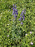  (Aconitum czekanovskyi - CCDB-24817-F11)  @11 [ ] CreativeCommons - Attribution Non-Commercial Share-Alike (2015) Evgeny Zibzeev Central Ciberian Botanical Garden