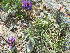  ( - CCDB-24817-H01)  @11 [ ] CreativeCommons - Attribution Non-Commercial Share-Alike (2015) Evgeny Zibzeev Central Ciberian Botanical Garden
