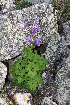  (Aquilegia borodinii - CCDB-24817-H04)  @11 [ ] CreativeCommons - Attribution Non-Commercial Share-Alike (2015) Evgeny Zibzeev Central Ciberian Botanical Garden