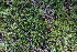  ( - CCDB-24901-A10)  @11 [ ] CreativeCommons - Attribution Non-Commercial Share-Alike (2015) Evgeny Zibzeev Central Ciberian Botanical Garden