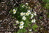  (Callianthemum sajanense - CCDB-24901-B01)  @11 [ ] CreativeCommons - Attribution Non-Commercial Share-Alike (2015) Evgeny Zibzeev Central Ciberian Botanical Garden