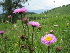  (Erigeron krylovii - CCDB-24901-B06)  @11 [ ] CreativeCommons - Attribution Non-Commercial Share-Alike (2015) Evgeny Zibzeev Central Ciberian Botanical Garden