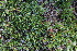 (Salix berberifolia - CCDB-24901-B10)  @11 [ ] CreativeCommons - Attribution Non-Commercial Share-Alike (2015) Evgeny Zibzeev Central Ciberian Botanical Garden