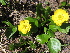  (Ranunculus altaicus - CCDB-24901-B12)  @11 [ ] CreativeCommons - Attribution Non-Commercial Share-Alike (2015) Evgeny Zibzeev Central Ciberian Botanical Garden
