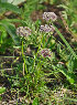  ( - CCDB-24901-C01)  @11 [ ] CreativeCommons - Attribution Non-Commercial Share-Alike (2015) Evgeny Zibzeev Central Ciberian Botanical Garden
