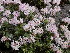  (Rhododendron adamsii - CCDB-24901-C10)  @11 [ ] CreativeCommons - Attribution Non-Commercial Share-Alike (2015) Evgeny Zibzeev Central Ciberian Botanical Garden
