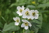  ( - CCDB-24901-E08)  @11 [ ] CreativeCommons - Attribution Non-Commercial Share-Alike (2015) Evgeny Zibzeev Central Ciberian Botanical Garden
