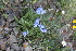  ( - CCDB-24901-E10)  @11 [ ] CreativeCommons - Attribution Non-Commercial Share-Alike (2015) Evgeny Zibzeev Central Ciberian Botanical Garden