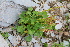  ( - CCDB-24901-G10)  @11 [ ] CreativeCommons - Attribution Non-Commercial Share-Alike (2015) Evgeny Zibzeev Central Ciberian Botanical Garden