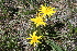  (Crepis chrysantha - CCDB-24901-H04)  @11 [ ] CreativeCommons - Attribution Non-Commercial Share-Alike (2015) Evgeny Zibzeev Central Ciberian Botanical Garden