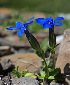  (Gentiana uniflora - CCDB-24901-H06)  @11 [ ] CreativeCommons - Attribution Non-Commercial Share-Alike (2015) Evgeny Zibzeev Central Ciberian Botanical Garden