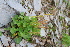  ( - CCDB-24901-H10)  @11 [ ] CreativeCommons - Attribution Non-Commercial Share-Alike (2015) Evgeny Zibzeev Central Ciberian Botanical Garden