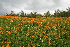  (Crepis lyrata - CCDB-24903-B12)  @11 [ ] CreativeCommons - Attribution Non-Commercial Share-Alike (2015) Evgeny Zibzeev Central Ciberian Botanical Garden