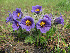  ( - CCDB-24903-C02)  @11 [ ] CreativeCommons - Attribution Non-Commercial Share-Alike (2015) Evgeny Zibzeev Central Ciberian Botanical Garden