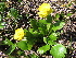  ( - CCDB-24903-D11)  @11 [ ] CreativeCommons - Attribution Non-Commercial Share-Alike (2015) Evgeny Zibzeev Central Ciberian Botanical Garden