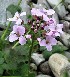  (Cardamine macrophylla - CCDB-24903-G01)  @11 [ ] CreativeCommons - Attribution Non-Commercial Share-Alike (2015) Evgeny Zibzeev Central Ciberian Botanical Garden