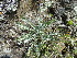  ( - CCDB-26259-A08)  @11 [ ] CreativeCommons - Attribution Non-Commercial Share-Alike (2016) Evgeny Zibzeev Central Ciberian Botanical Garden