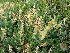 ( - CCDB-26259-G12)  @11 [ ] CreativeCommons - Attribution Non-Commercial Share-Alike (2016) Evgeny Zibzeev Central Ciberian Botanical Garden