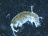 (Grandidierella bonnieroides - iZinkwazi 8 Amphipod)  @11 [ ] Copyright (2021) Unspecified University of Johannesburg, Department of Zoology
