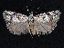  (Eucosma latens - C096002A6Jun2009)  @12 [ ] CreativeCommons - Attribution Non-Commercial Share-Alike (2012) Eric LaGasa Washington State Department of Agriculture