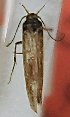  (Gnorimoschema splendoriferella - 13888018A13Aug2008)  @11 [ ] CreativeCommons - Attribution Non-Commercial Share-Alike (2012) Eric LaGasa Washington State Department of Agriculture