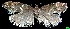  ( - 1209626A17Apr1999)  @13 [ ] CreativeCommons - Attribution Non-Commercial Share-Alike (2012) Eric LaGasa Washington State Department of Agriculture