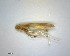  ( - LC00331-26833-A04)  @12 [ ] CreativeCommons - Attribution Non-Commercial Share-Alike (2015) Martin Sigut Department of Biology and Ecology, University of Ostrava