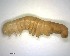  ( - LC00385-26833-G04)  @12 [ ] CreativeCommons - Attribution Non-Commercial Share-Alike (2015) Martin Sigut Department of Biology and Ecology, University of Ostrava