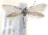  (Perittia selpulchrella - MM20955)  @12 [ ] No Rights Reserved (2011) Marko Mutanen University of Oulu