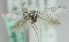  (Perittia sepulchrella - MM20994)  @13 [ ] CreativeCommons - Attribution Non-Commercial (2012) Marko Mutanen University of Oulu