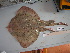 ( - GenMAPDB003013)  @13 [ ] CreativeCommons - Attribution Non-Commercial Share-Alike (2011) Fausto Tinti University of Bologna - Italy