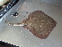  (Leucoraja wallacei - RA001620)  @13 [ ] Unspecified (default): All Rights Reserved  Unspecified Unspecified