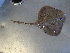  ( - RA001625)  @12 [ ] Unspecified (default): All Rights Reserved  Unspecified Unspecified