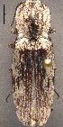  (Aeolus calcaripilosus - ELAT102)  @14 [ ] Unspecified (default): All Rights Reserved  Unspecified Unspecified