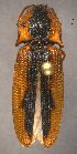  (Monocrepidius sp - ELAT106)  @14 [ ] Unspecified (default): All Rights Reserved  Unspecified Unspecified