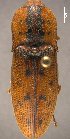 (Monocrepidius nocturnus - ELAT111)  @13 [ ] Unspecified (default): All Rights Reserved  Unspecified Unspecified