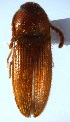  (Heteroderes gibbulus - ELAT174)  @11 [ ] Unspecified (default): All Rights Reserved  Unspecified Unspecified
