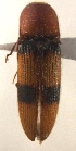  (Aeolus bimucronatus - ELAT175)  @13 [ ] Unspecified (default): All Rights Reserved  Unspecified Unspecified