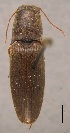 (Monocrepidius dipressipenis - ELAT015)  @14 [ ] Unspecified (default): All Rights Reserved  Unspecified Unspecified