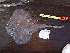  ( - RR001321)  @11 [ ] CreativeCommons - Attribution Non-Commercial Share-Alike (2017) Unspecified University of Bologna