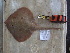 ( - RR001356)  @11 [ ] CreativeCommons  Attribution Non-Commercial Share-Alike (2017) Unspecified University of Bologna