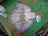  ( - RA002488)  @11 [ ] CreativeCommons - Attribution Share-Alike (2017) Unspecified University of Bologna, Genetics for Environmental and Fishery Resources Lab