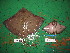  ( - RA002504)  @11 [ ] CreativeCommons  Attribution Share-Alike (by-sa) (2017) Unspecified University of Bologna, Genetics for Environmental and Fishery Resources Lab