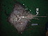  ( - RA002524)  @11 [ ] CreativeCommons - Attribution Share-Alike (2017) Unspecified University of Bologna, Genetics for Environmental and Fishery Resources Lab