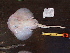  (Rajella caudaspinosa - RA001322)  @11 [ ] CreativeCommons  Attribution Non-Commercial Share-Alike (2017) Unspecified University of Bologna